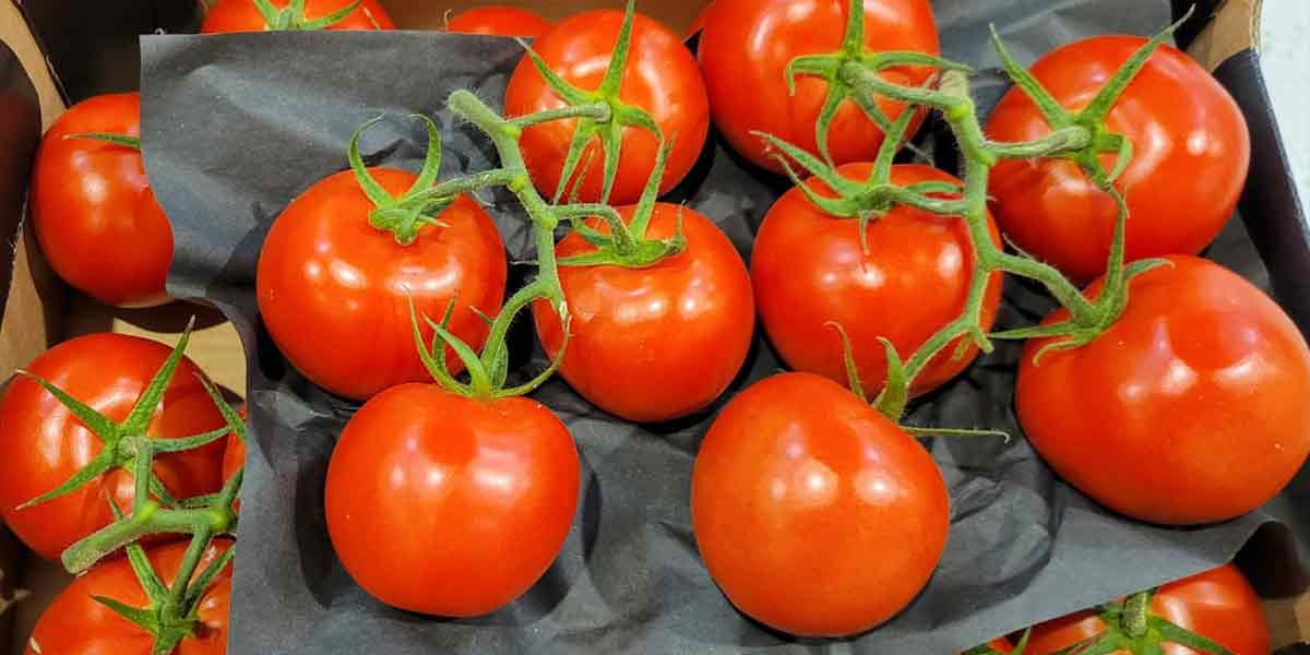 Pomodoro grappolo - Olanda - 1,20 euro al chilogrammo